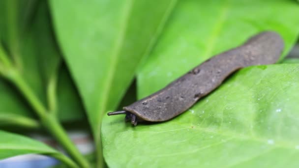 Slug Moves Leaves — Stock Video
