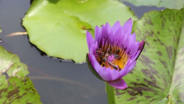 Wiele Pszczół Purpurowy Kwiat Lotosu Stawie Pszczoła Pyłek Nektaru — Wideo stockowe