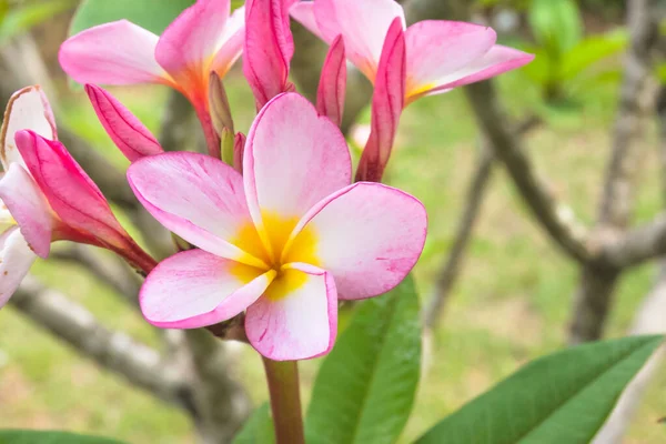 粉红和黄色的Frangipani — 图库照片