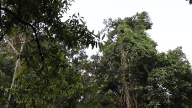 Ormanda rüzgarlı bir gün