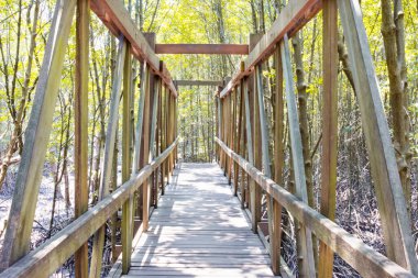 Mangrove ormanında ahşap köprü