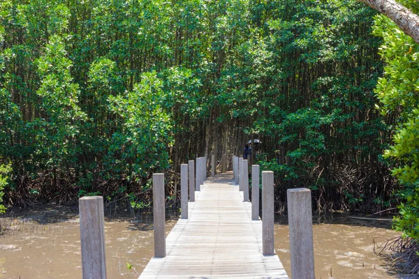 Puente Madera Bosque Manglares — Foto de Stock