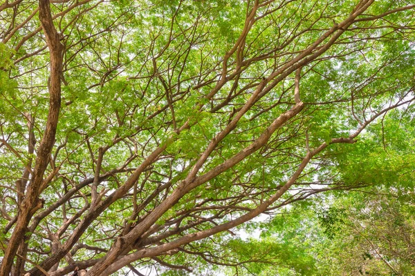 Bajo Gran Árbol Verde — Foto de Stock