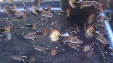 gupia balığı, süs balığı