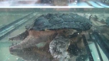 Akvaryumdaki tatlı su egzotik kaplumbağaları Matamata