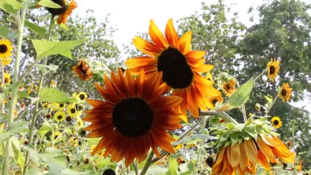 Girasoles Jardín — Vídeo de stock