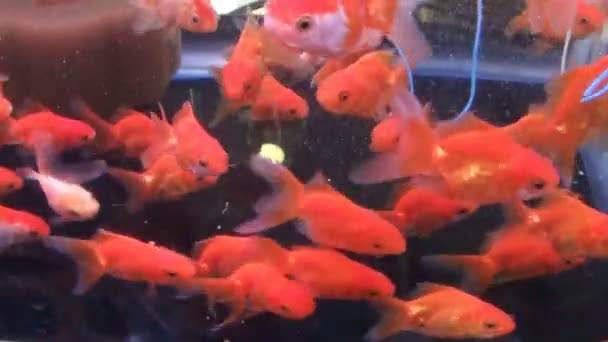 Złota Ryba Akwarium — Wideo stockowe