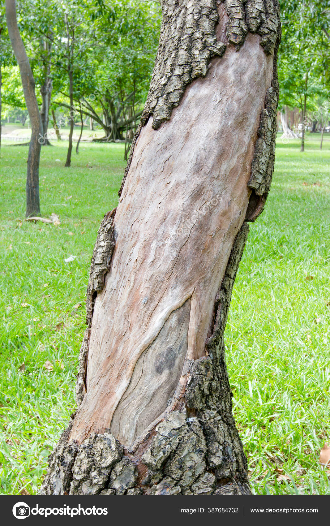 Damage Tree Garden — Stock Photo © warat42 387684732
