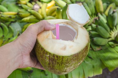 Elinde taze hindistan cevizi