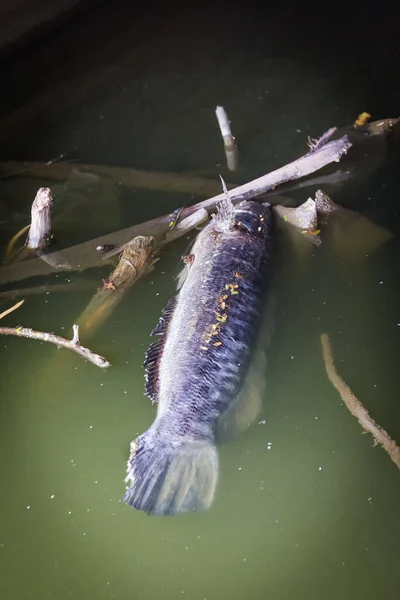 Ein Fisch Stirbt Schmutzigen Wasser — Stockfoto