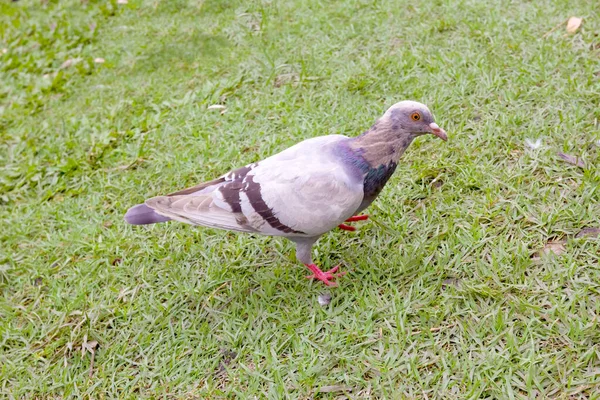 Pigeon Standing Grass — Stock Photo, Image