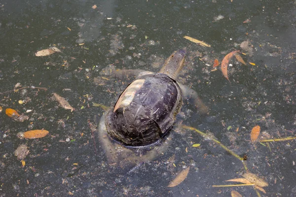 Turtle Dies Dirty Water — Stock Photo, Image