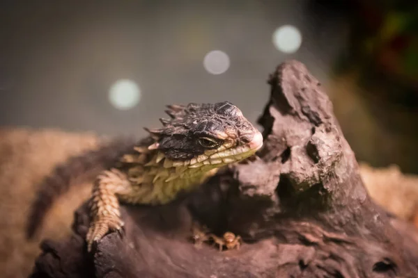 Lagarto Cintado Com Pedra — Fotografia de Stock