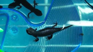 Büyük Armalı Semender (triturus kristali)