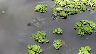 Yavru balık sürüsü ve kaplumbağa.