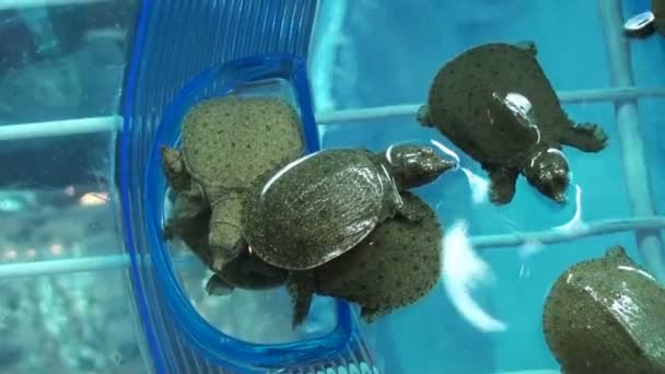 Tortue Carapace Molle — Video