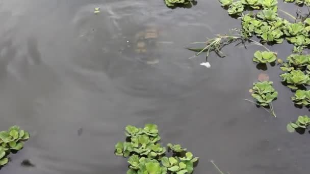 Shoal Peces Bebé Con Tortuga — Vídeo de stock