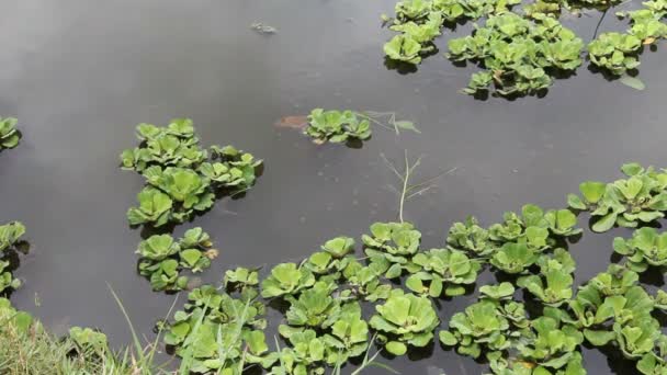 Shoal Peces Bebé Con Tortuga — Vídeo de stock