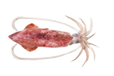 beyaz arkaplanda kalamar