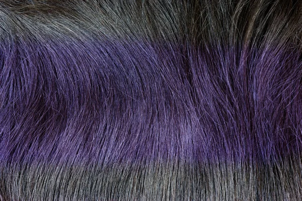 Colore Viola Texture Dei Capelli Come Sfondo — Foto Stock