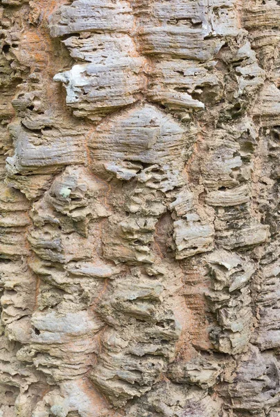 Детальная Кора Текстуры Дерева — стоковое фото