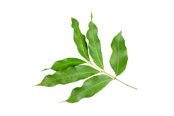 Dimocarpus Longan Leaves Background — 스톡 사진