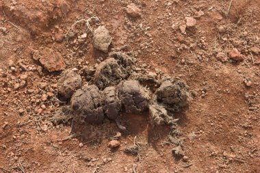 Tuz yalayan gübre fili