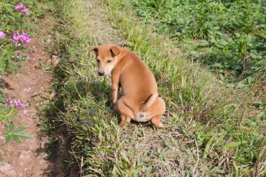 Bahçeye işeyen kahverengi köpek