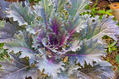 Yakın plan Mangenta Lahanası, Brassica Oleracea