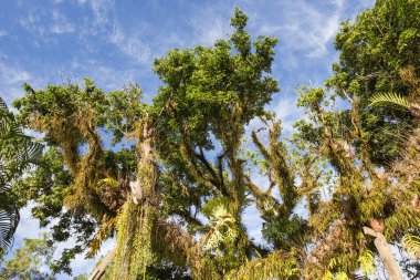 Bir ağaca tünemiş plasenyum.