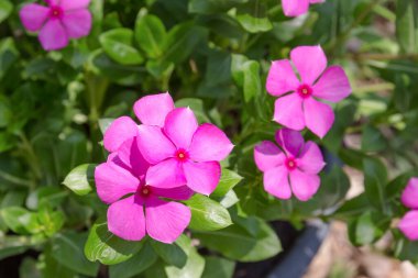 Bahçedeki Catharanthus Roseus veya Madagaskar