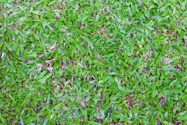 Green Sward Floor Background — Stock Photo, Image