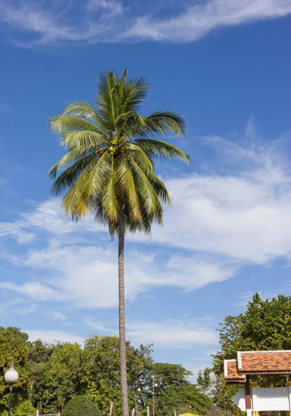 Kokosový Strom Modré Obloze Pozadí — Stock fotografie