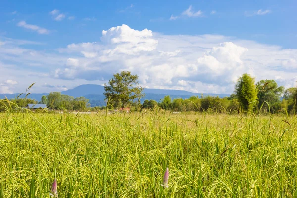 Краєвид Поля Кукурудзяного Рису Таїланді — стокове фото