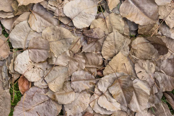 Ein Haufen Trockener Bodhi Blätter Auf Dem Boden — Stockfoto