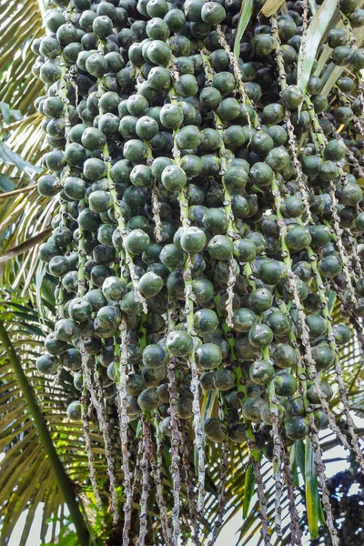 Пальмовые Конфеты Пальмы — стоковое фото