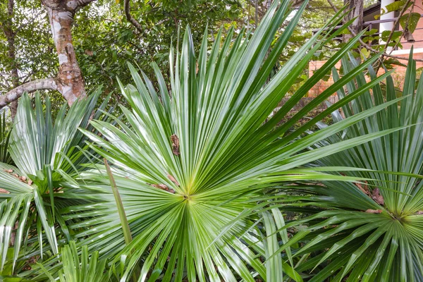 Zelené Palmové Listy Tropickém Lese — Stock fotografie