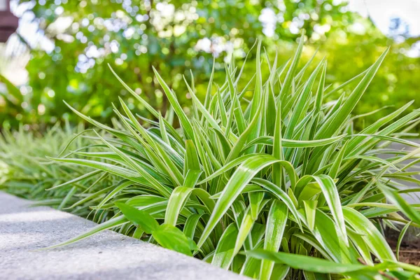 Chlorophytum Comosum Oder Spinnenpflanze Garten — Stockfoto