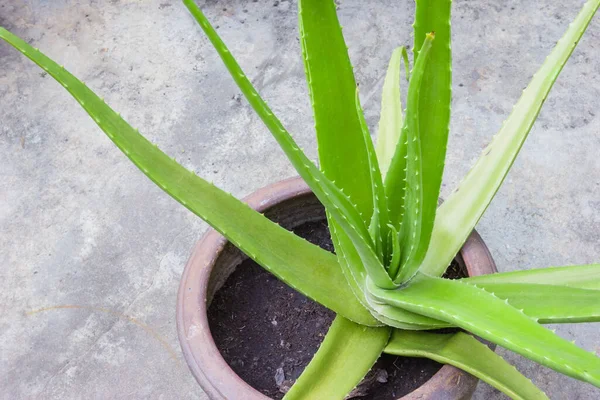 Aloe Vera Herb Pot — Stock Photo, Image