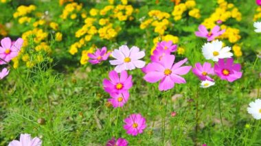 Kapalı kozmos çiçekleri bahçede.