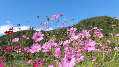 Kozmos çiçekleri, dağ arkaplanı