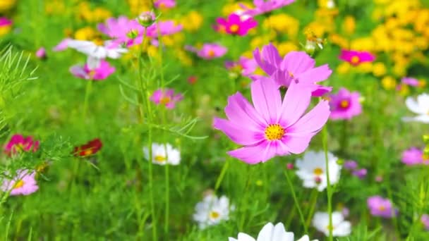 Fechar Flores Cosmos Jardim — Vídeo de Stock