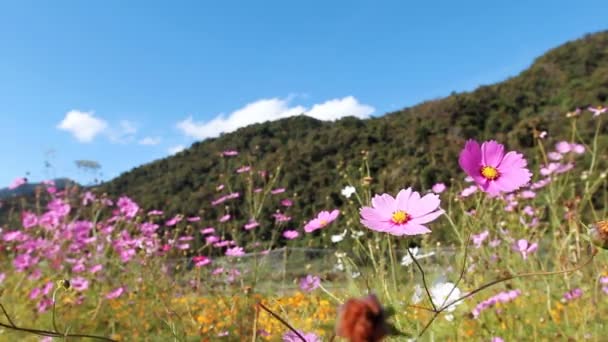 Kosmos Bloemen Bergachtige Achtergrond — Stockvideo