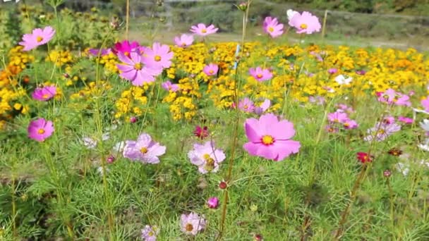 Fechar Flores Cosmos Jardim — Vídeo de Stock