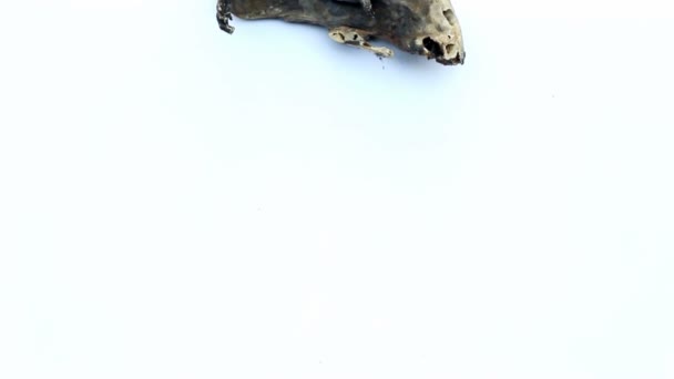 rat momifié par nature sur fond