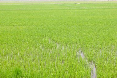 Yeşil çeltik pirinç tarlası geçmişi