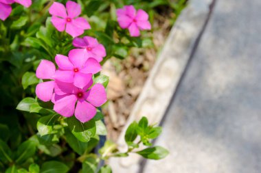 Bahçedeki Catharanthus Roseus veya Madagaskar