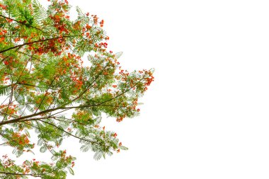 Caesalpinia Pulcherrima isolated on white background clipart