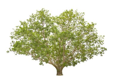 Bodhi Tree isolated on white background clipart
