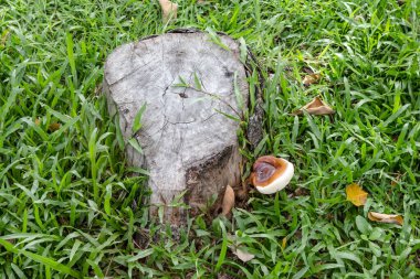 Çimen arka planlı kütüğü kapat